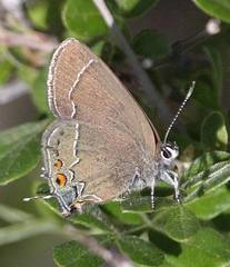 Satyrium polingi