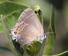 Satyrium polingi