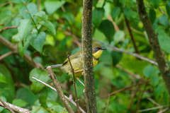 Apalis flavigularis