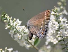 Satyrium polingi