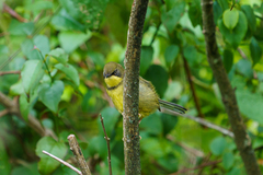 Apalis flavigularis