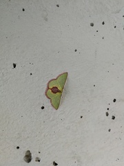 Synchlora amplimaculata