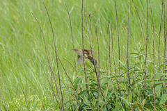 Catriscus brevirostris