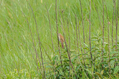 Catriscus brevirostris