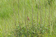 Catriscus brevirostris