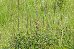 Catriscus brevirostris