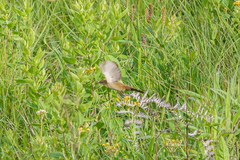 Catriscus brevirostris