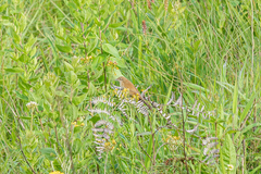 Catriscus brevirostris