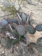 Opuntia azurea