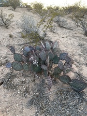 Opuntia azurea