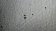 Acleris subtusnigra