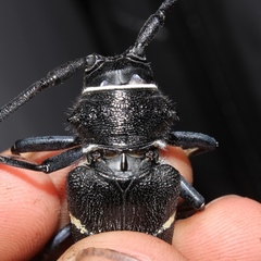 Zographus aulicus