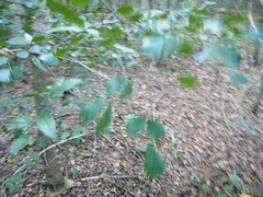 Pithecellobium unguis-cati