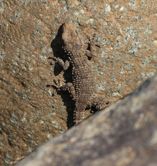 Tarentola mauritanica