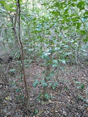 Pithecellobium unguis-cati