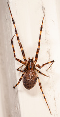 Azilia affinis