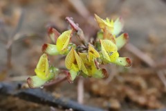 Listia heterophylla