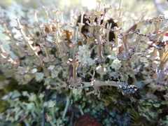 Cladonia rappii