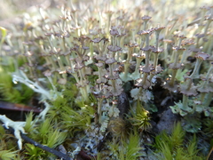Cladonia rappii