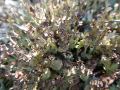 Cladonia rappii