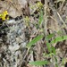 Short's Bladderpod - Photo (c) James Ojascastro, some rights reserved (CC BY-NC-SA), uploaded by James Ojascastro