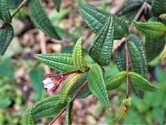 Miconia crotonifolia