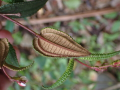 Miconia crotonifolia