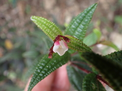 Miconia crotonifolia
