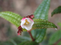 Miconia crotonifolia