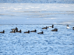 Aythya fuligula