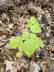 Rubus