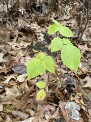 Rubus