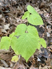Rubus