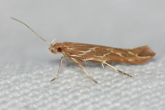 Pyroderces argyrogrammos