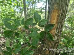 Handroanthus spongiosus