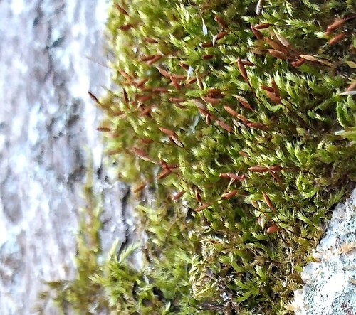 Vislioji pilezija nuotrauka