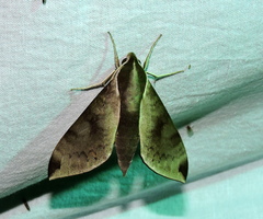 Acosmerycoides harterti