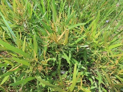 Searsia kwazuluana