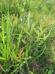 Searsia kwazuluana