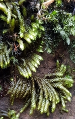 Hyocomium armoricum