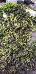 Hyocomium armoricum