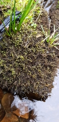 Hyocomium armoricum