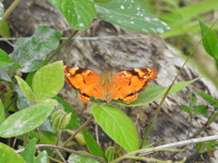 Hypanartia paullus