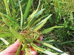Searsia kwazuluana