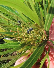 Searsia kwazuluana