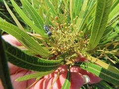 Searsia kwazuluana