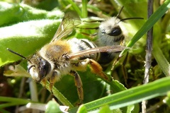 Andrena gravida