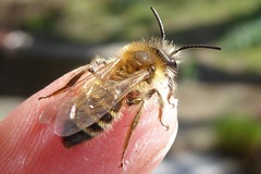 Andrena gravida