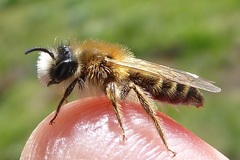Andrena gravida