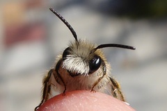 Andrena gravida